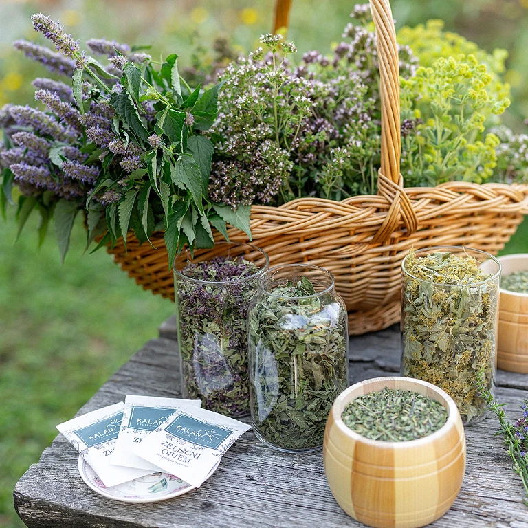 Zdravilna moč zelišč: Zakaj so znova postala hit v zdravstvu?